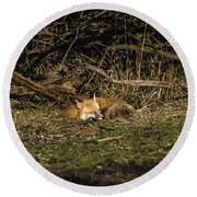 Peaceful Fox in Sunlit Meadow Round Beach Towel by Brandon Wichmann