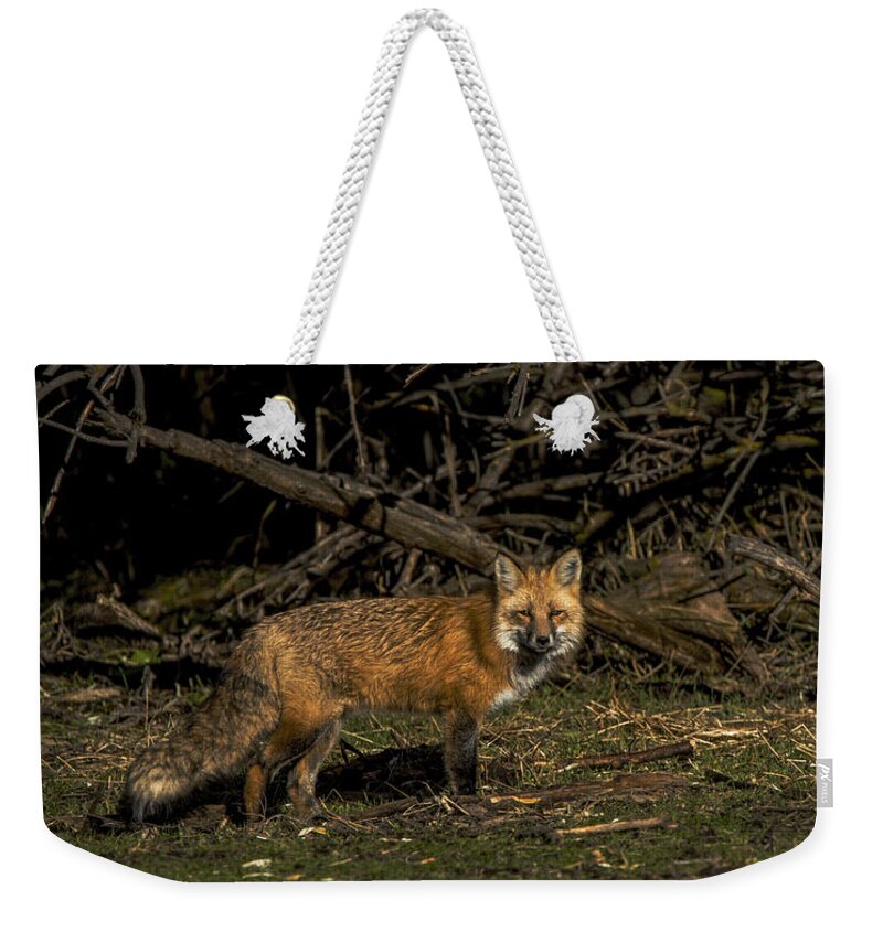 Fox In Sunlit Forest Clearing Weekender Tote Bag