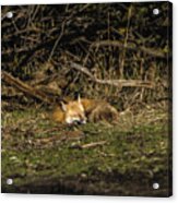 Peaceful Fox In Sunlit Meadow Acrylic Print