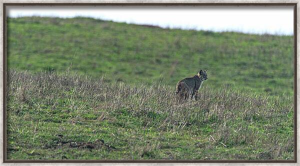Bobcat in Grassy Field Framed Print