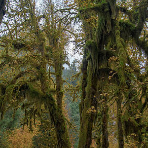 Moss-Covered Forest Trees by Brandon Wichmann