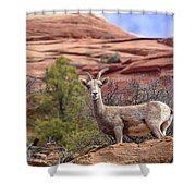Big Horn Sheep In Zion National Park Shower Curtain