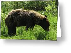 Solitary Bear In Grand Teton National Park Greeting Card