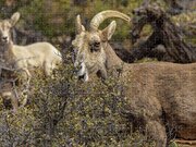 Bighorn Sheep in Zion National Park Jigsaw Puzzle by Brandon Wichmann