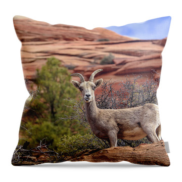 Big Horn Sheep In Zion National Park Throw Pillow