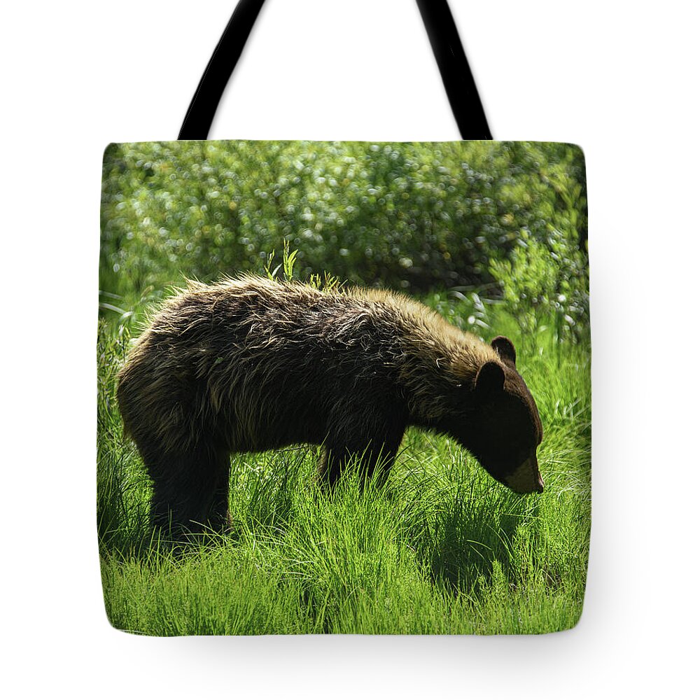 Grand Teton National Park Tote Bags