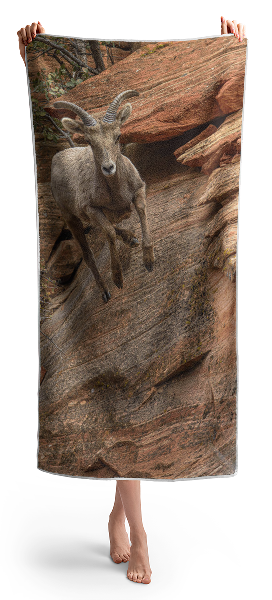 Big Horn Sheep Agile Descent In Zion National Park Beach Towel