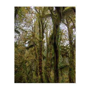Moss-Covered Trees in a Dense Forest by Brandon Wichmann
