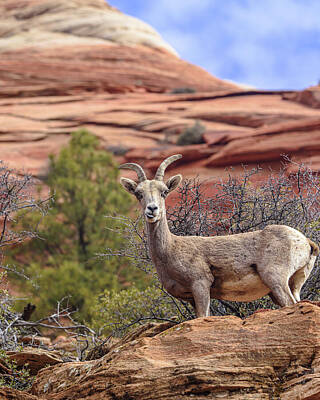 Wildlife Desert Art