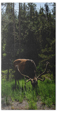 Wildlife Hand Towels