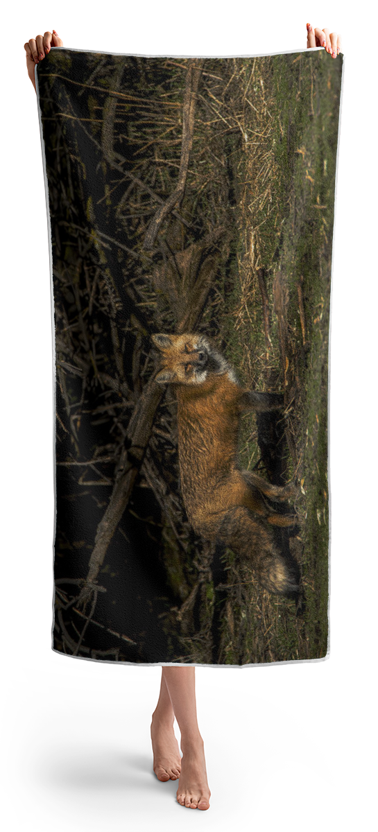 Fox In Sunlit Forest Clearing Beach Towel