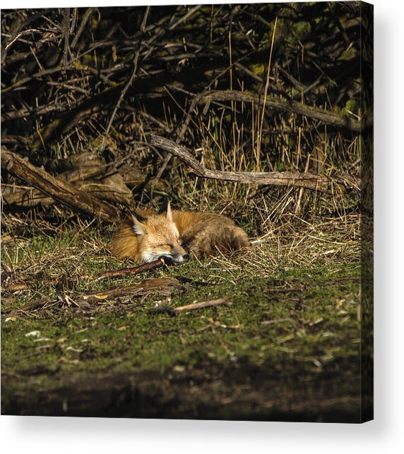 Peaceful Fox In Sunlit Meadow Acrylic Print