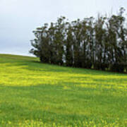 Rolling Hills With Blooming Wildflowers Art Print