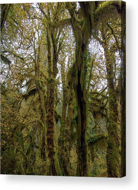 Moss-Covered Trees in a Dense Forest Acrylic Print