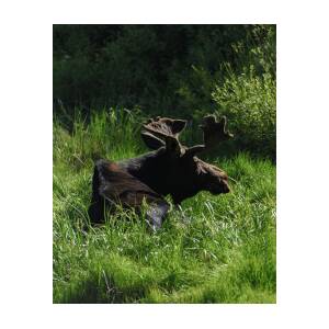 Moose Resting in Sunlit Meadow in Grand Teton National Park by Brandon Wichmann Moose Resting in Sunlit Meadow in Grand Teton National Park by Brandon Wichmann
