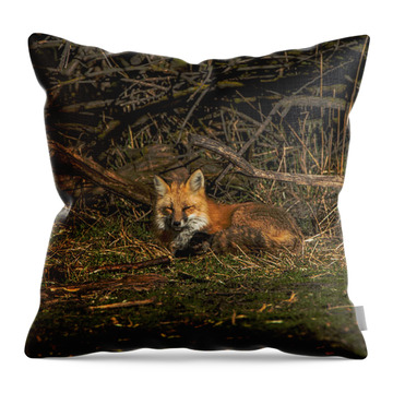 Fox Resting In Sunlit Clearing Throw Pillow
