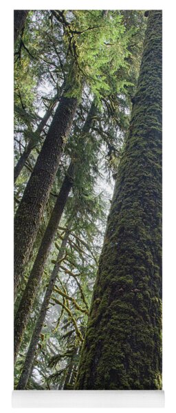 Majestic Forest Canopy In Olympic National Park Yoga Mat