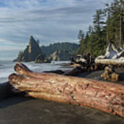 Driftwood on a Pebbled Beach Poster