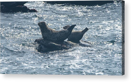 Seals Resting On Rocky Shoreline Acrylic Print