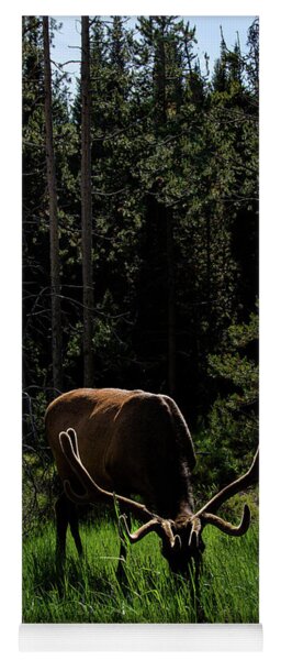 Elk Grazing In A Sunlit Forest In Grand Teton National Park Yoga Mat