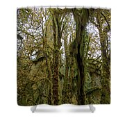 Moss-Covered Trees in a Dense Forest Shower Curtain