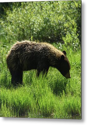 Wildlife Metal Prints