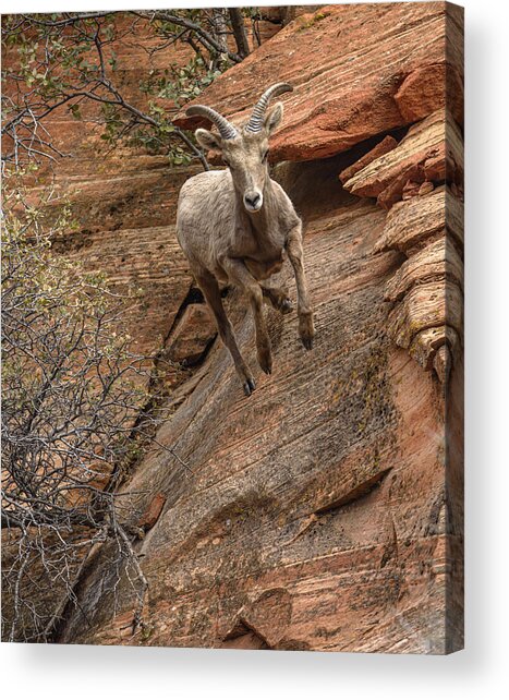 Big Horn Sheep Agile Descent In Zion National Park Acrylic Print