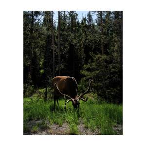 Elk Grazing in a Sunlit Forest in Grand Teton National Park by Brandon Wichmann