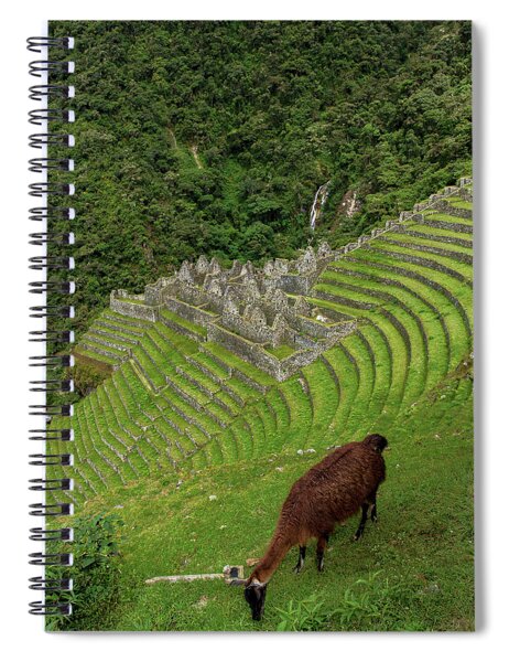 Winay Wayna With Grazing Llama Spiral Notebook