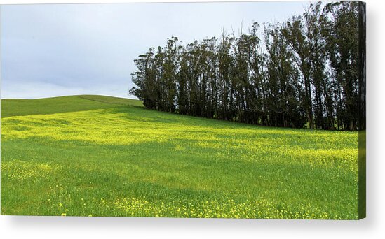 Rolling Hills With Blooming Wildflowers Acrylic Print