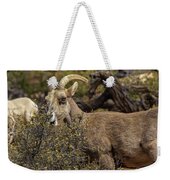 Mountain Goats in Natural Habitat Weekender Tote Bag