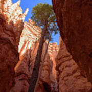 Tree Reaches Skyward In Bryce Canyon National Park Art Print