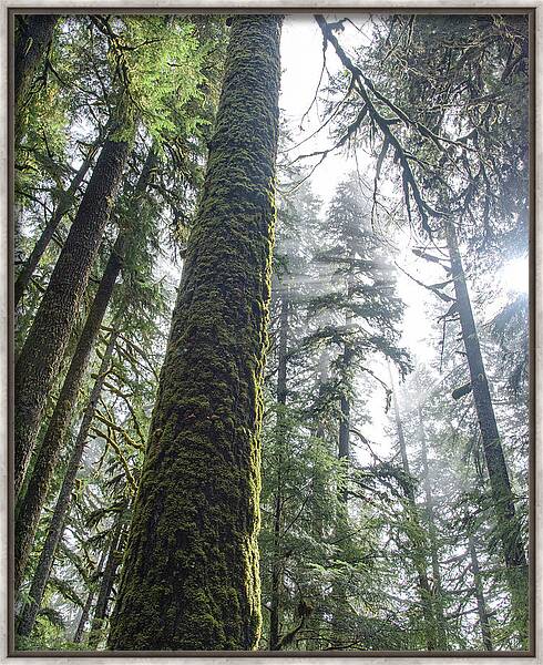 Majestic Forest Canopy In Olympic National Park Framed Print