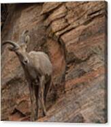 Bighorn Sheep On Rocky Terrain Canvas Print