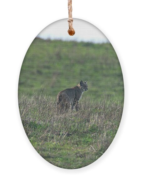 Bobcat in Grassy Field Ornament