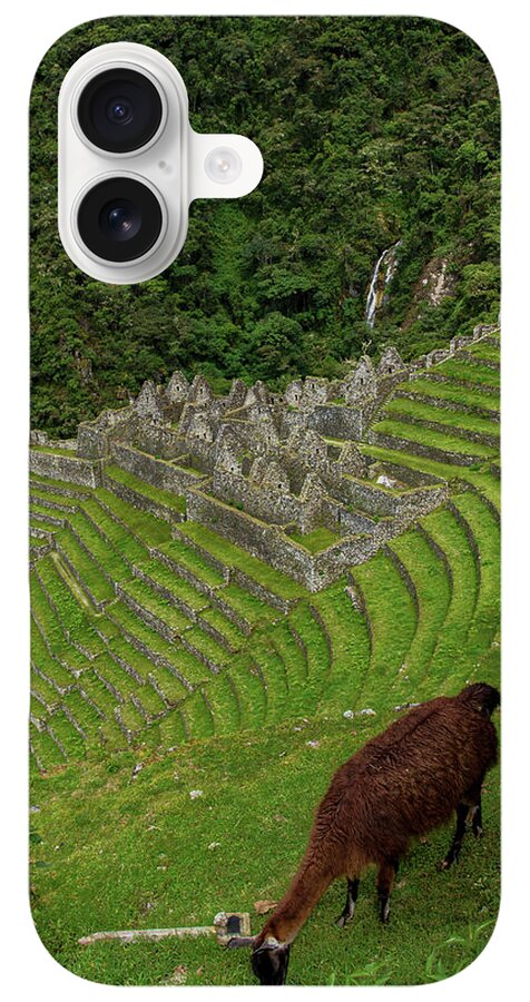 Winay Wayna With Grazing Llama iPhone Case