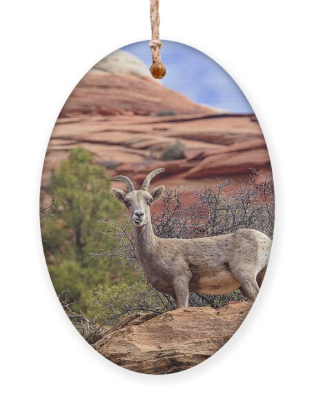 Big Horn Sheep In Zion National Park Ornament