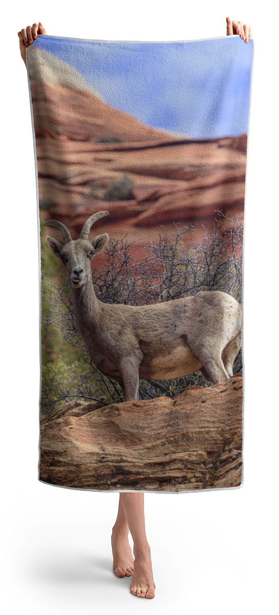 Big Horn Sheep In Zion National Park Beach Towel