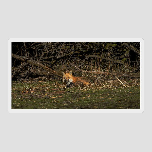Fox Resting In Sunlit Clearing Sticker