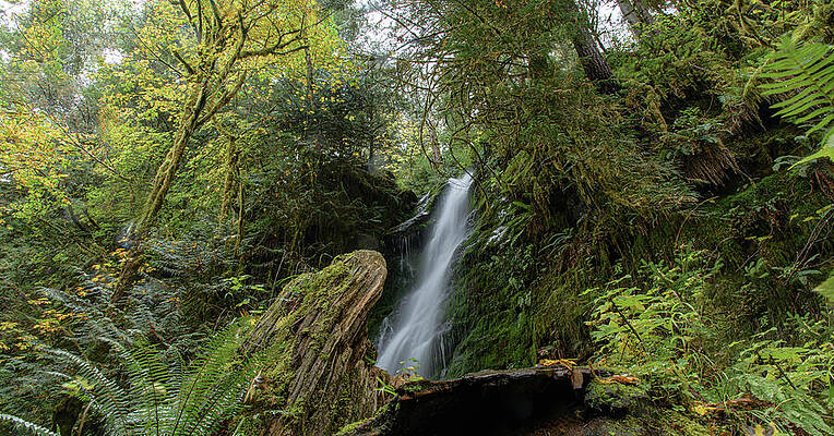Serene Waterfall in Lush Forest Wall Art