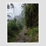 Misty Forest Pathway On The Inca Trail Sticker