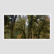 Moss-Covered Forest Trees Sticker