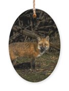 Fox In Sunlit Forest Clearing Ornament