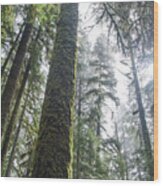 Majestic Forest Canopy In Olympic National Park Wood Print