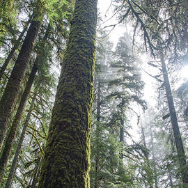 Majestic Forest Canopy in Olympic National Park