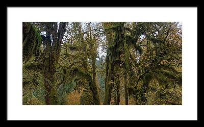 Tree Framed Prints