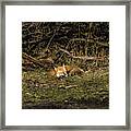 Peaceful Fox In Sunlit Meadow Framed Print