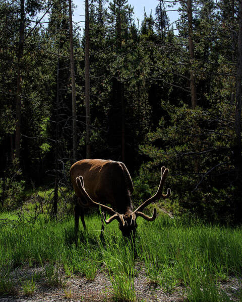 Elk Grazing In A Sunlit Forest In Grand Teton National Park Poster