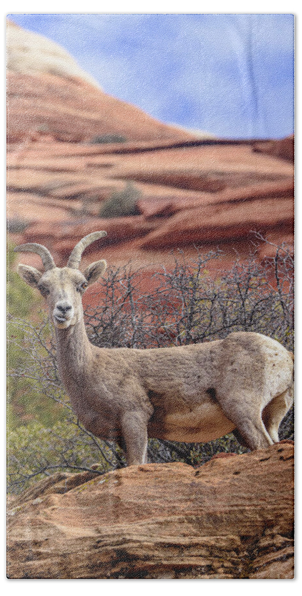 Big Horn Sheep In Zion National Park Bath Towel