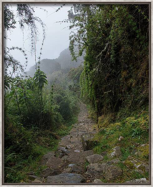 Misty Forest Pathway On The Inca Trail Framed Print